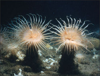 20110307-NOAA sea anemone like Cerianthids_1077.jpg
